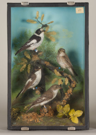 Diorama: Halsbandschnäpper, Grauschnäpper, Trauerschnäpper, Trauerschnäpper