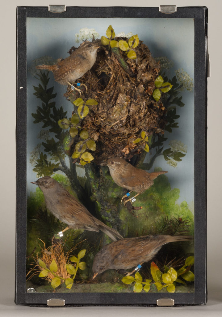 Diorama: Zaunkönig, Zaunkönig, Heckenbraunelle, Heckenbraunelle