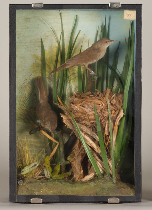 Dr. Peter Frey (Urheber*in), Diorama: Rohrschwirl, Rohrschwirl, Rohrschwirl, 1890–1952