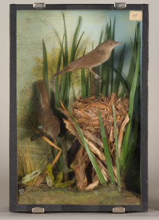 Diorama: Rohrschwirl, Rohrschwirl, Rohrschwirl