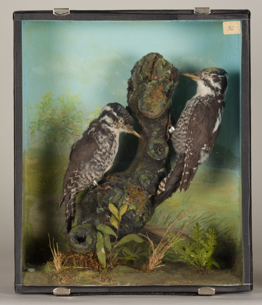 Diorama: Dreizehenspecht, Dreizehenspecht