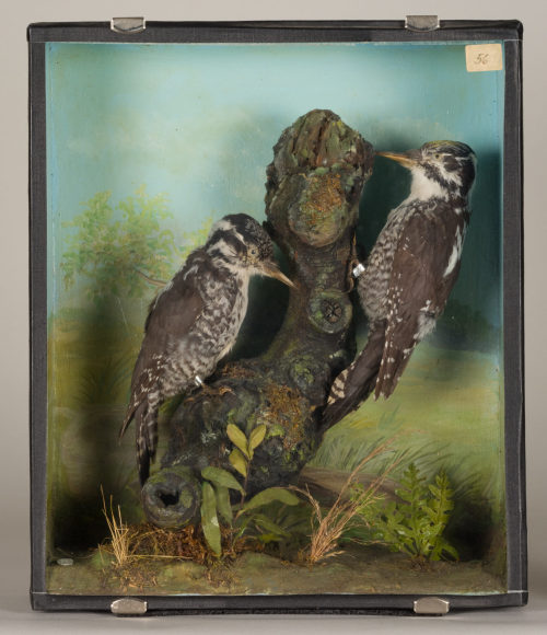 Dr. Peter Frey (Urheber*in), Diorama: Dreizehenspecht, Dreizehenspecht, 1890–1952