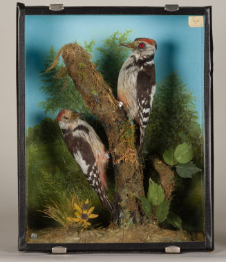 Diorama: Mittelspecht, Mittelspecht