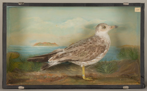 Dr. Peter Frey (Urheber*in), Diorama: Sturmmöwe, 1890–1952