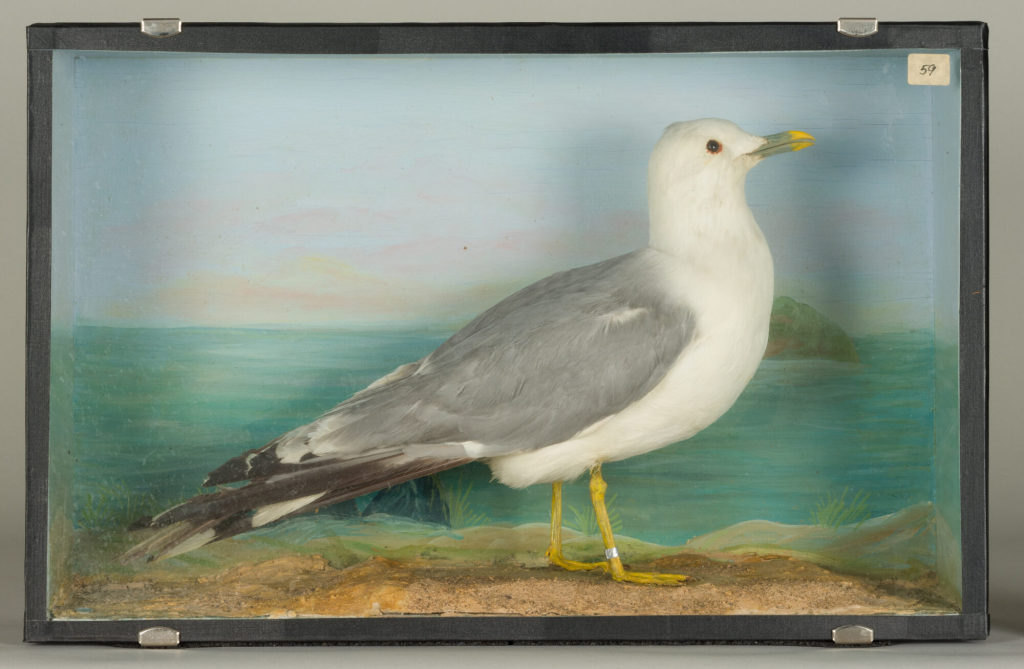 Diorama: Sturmmöwe