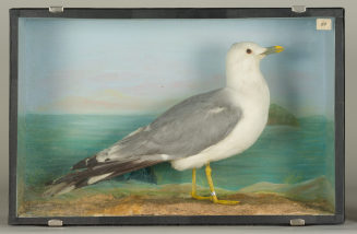 Diorama: Sturmmöwe