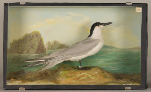 Dr. Peter Frey (Urheber*in), Diorama: Lachseeschwalbe, 1890–1952
