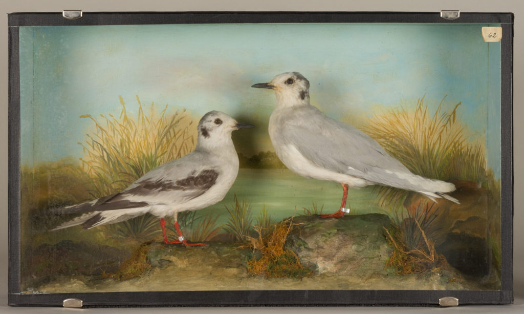 Diorama: Zwergmöwe, Zwergmöwe