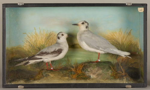 Dr. Peter Frey (Urheber*in), Diorama: Zwergmöwe, Zwergmöwe, 1890–1952