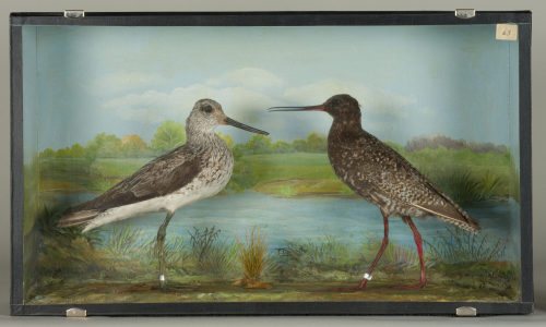 Dr. Peter Frey (Urheber*in), Diorama: Dunkler Wasserläufer, Grünschenkel, 1890–1952