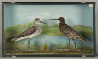 Diorama: Dunkler Wasserläufer, Grünschenkel