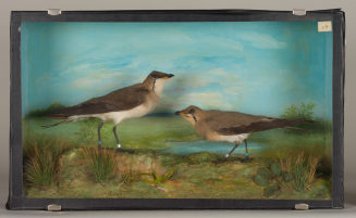 Diorama: Schwarzflügel Brachschwalbe, Schwarzflügel Brachschwalbe