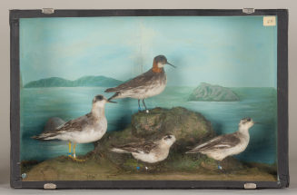 Diorama: Thorshühnchen, Odinshühnchen, Odinshühnchen, Odinshühnchen
