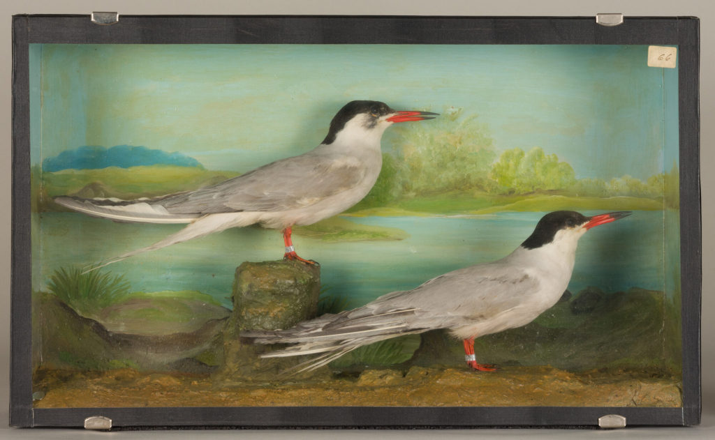 Diorama: Flußseeschwalbe, Flußseeschwalbe
