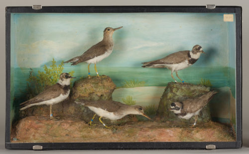 Dr. Peter Frey (Urheber*in), Diorama: Flußregenpfeifer, Flußregenpfeifer, Flußregenpfeifer, Flußuferläufer, Flußuferläufer, Rotschenkel, 1890–1952
