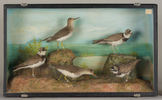 Diorama: Flußregenpfeifer, Flußregenpfeifer, Flußregenpfeifer, Flußuferläufer, Flußuferläufer, Rotschenkel
