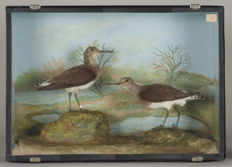 Diorama: Waldwasserläufer, Waldwasserläufer