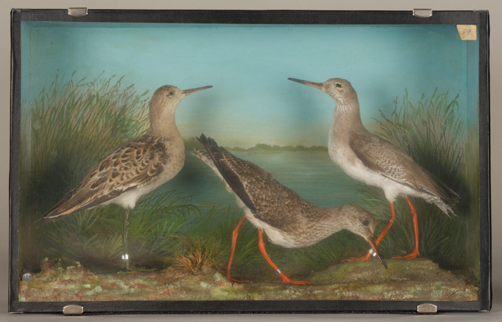 Diorama: Rotschenkel, Rotschenkel, Kampfläufer