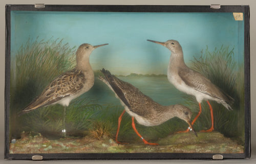 Dr. Peter Frey (Urheber*in), Diorama: Rotschenkel, Rotschenkel, Kampfläufer, 1890–1952