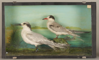 Diorama: Flußseeschwalbe, Brandseeschwalbe