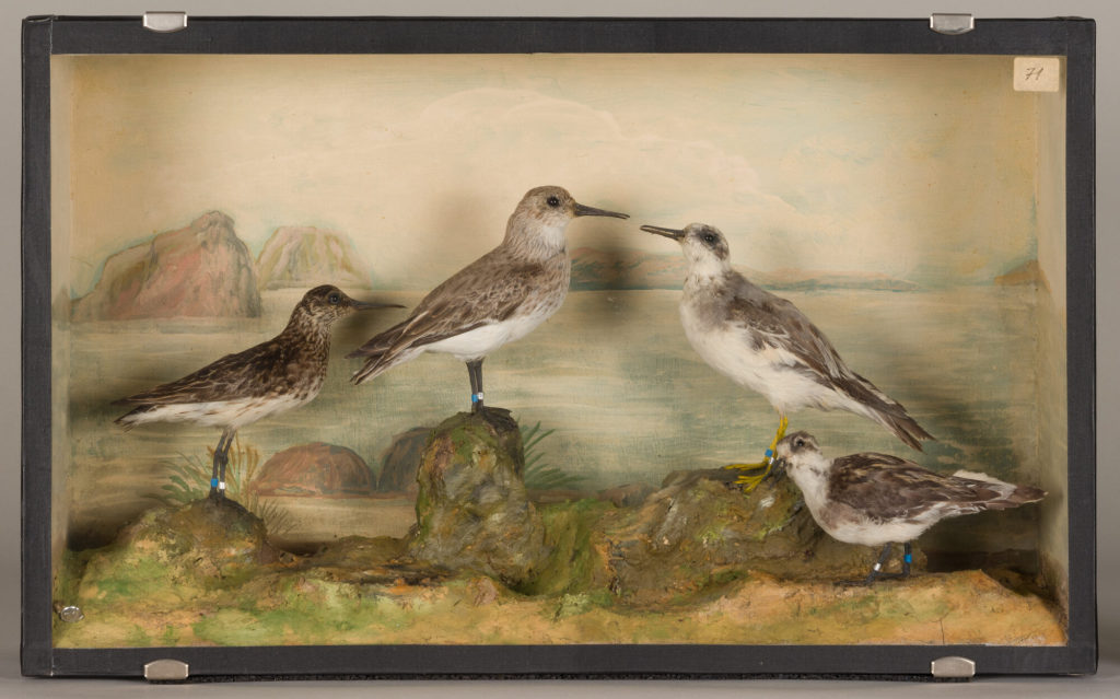 Diorama: Alpenstrandläufer, Sumpfläufer, Thorshühnchen, Odinshühnchen