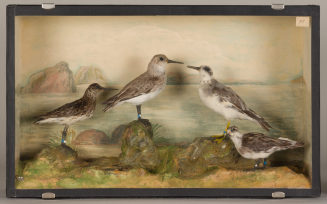 Diorama: Alpenstrandläufer, Sumpfläufer, Thorshühnchen, Odinshühnchen