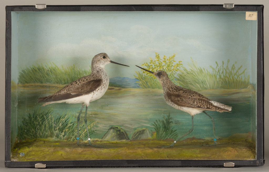 Diorama: Teichwasserläufer, Teichwasserläufer