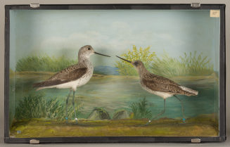 Diorama: Teichwasserläufer, Teichwasserläufer