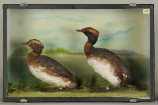 Diorama: Ohrentaucher, Ohrentaucher