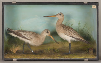 Diorama: Pfuhlschnepfe, Pfuhlschnepfe