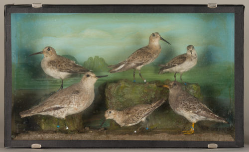 Dr. Peter Frey (Urheber*in), Diorama: Knutt, Zwergstrandläufer, Meerstrandläufer, Sichelstrandläufer, Alpenstrandläufer, Alpenstrandläufer, 1890–1952