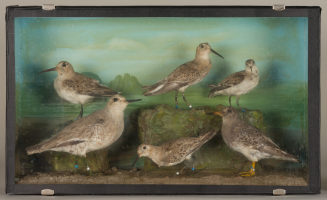 Diorama: Knutt, Zwergstrandläufer, Meerstrandläufer, Sichelstrandläufer, Alpenstrandläufer, Alpenstrandläufer