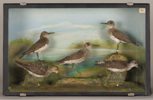 Dr. Peter Frey (Urheber*in), Diorama: Bruchwasserläufer, Bruchwasserläufer, Bruchwasserläufer, Flußuferläufer, Flußuferläufer, 1890–1952