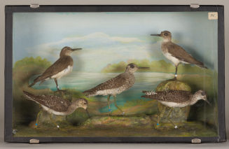 Diorama: Bruchwasserläufer, Bruchwasserläufer, Bruchwasserläufer, Flußuferläufer, Flußuferläufer