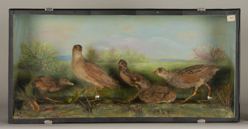 Dr. Peter Frey (Urheber*in), Diorama: Wachtelkönig, Wachtelkönig, Wachtelkönig, 1890–1952