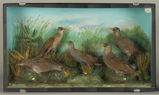 Diorama: Tüpfelsumpfhuhn, Tüpfelsumpfhuhn, Tüpfelsumpfhuhn, Kleines Sumpfhuhn, Zwergsumpfhuhn