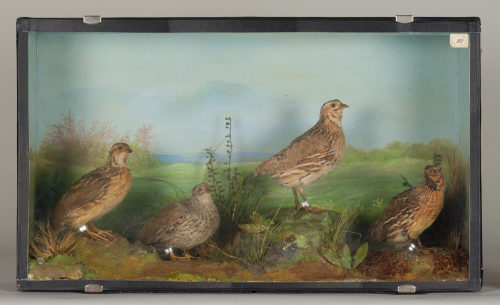 Dr. Peter Frey (Urheber*in), Diorama: Wachtel, Wachtel, Wachtel , Wachtel, 1890–1952