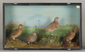 Diorama: Wachtel, Wachtel, Wachtel , Wachtel