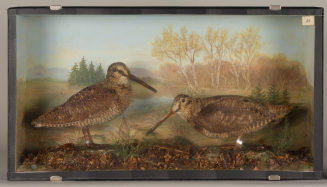 Diorama: Waldschnepfe, Waldschnepfe