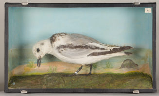 Diorama: Dreizehenmöwe