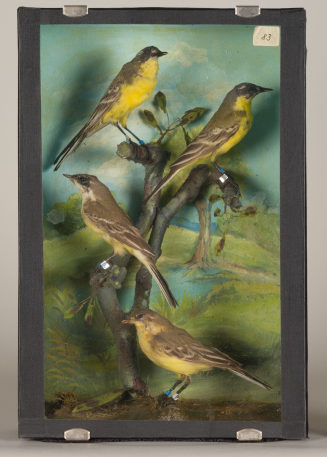 Diorama: Schafstelze, Schafstelze, Schafstelze, Schafstelze
