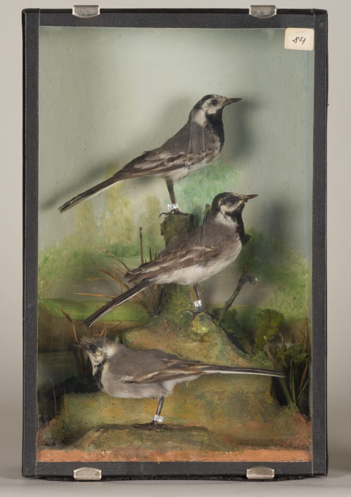 Dr. Peter Frey (Urheber*in), Diorama: Bachstelze, Bachstelze, Bachstelze, 1890–1952