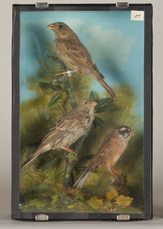Diorama: Grauammer, Grauammer, Zippammer