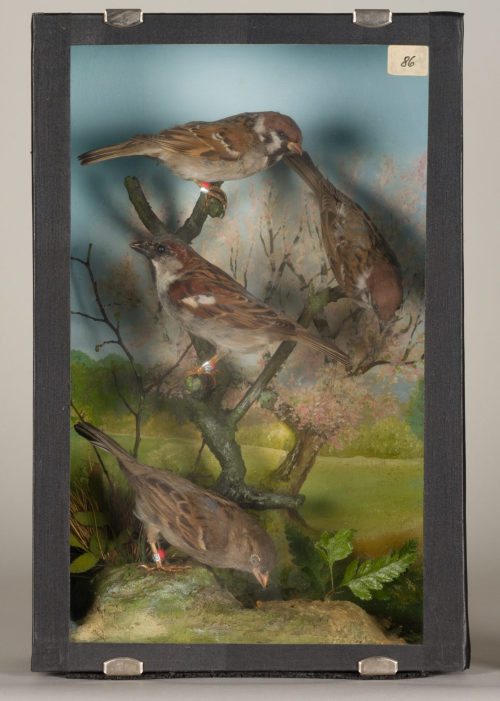 Dr. Peter Frey (Urheber*in), Diorama: Haussperling, Haussperling, Feldsperling, Feldsperling, 1890–1952