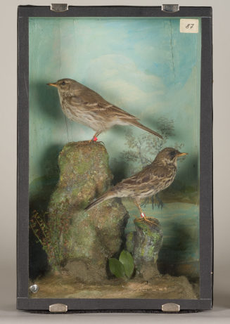 Diorama: Wasserpieper, Weisenpieper
