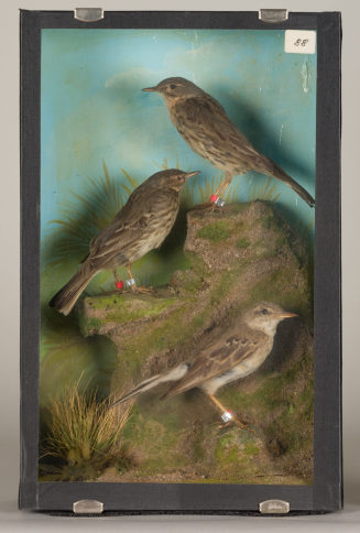 Diorama: Brachpieper, Strandpieper, Strandpieper