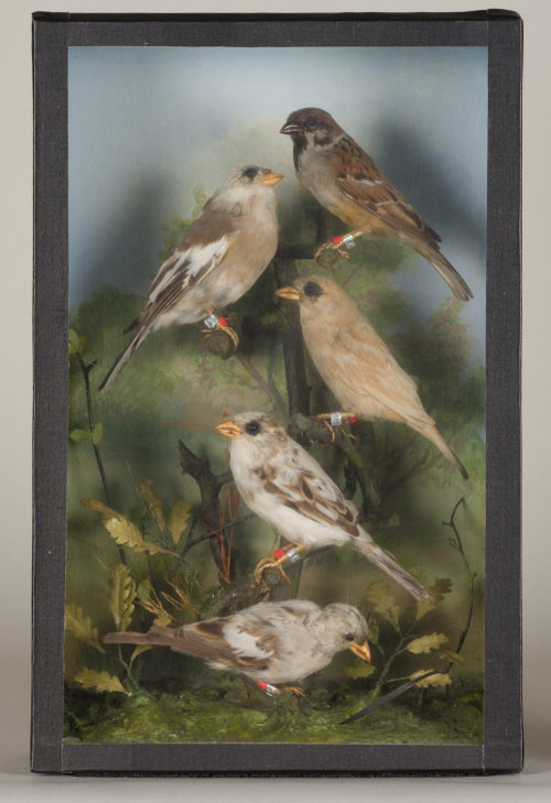Dr. Peter Frey (Urheber*in), Diorama: Buchfink, Haussperling, Haussperling, Feldsperling, Feldsperling, 1890–1952