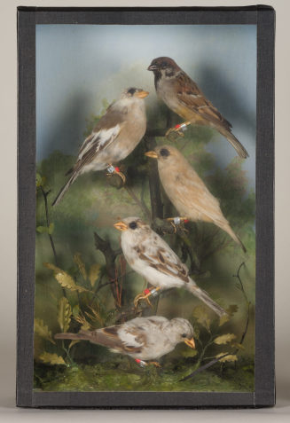 Diorama: Buchfink, Haussperling, Haussperling, Feldsperling, Feldsperling