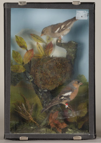 Diorama: Buchfink, Buchfink, Buchfink
