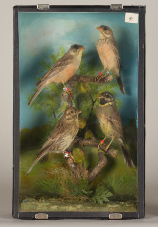 Diorama: Zaunammer, Zaunammer, Ortolan, Ortolan